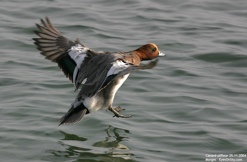 Nature/Birds/Ca/canard_siffleur_IMG_8897.jpg