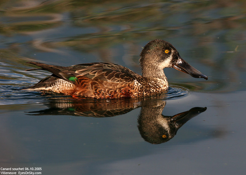 Nature/Birds/Ca/canard_souchet_IMG_1875.jpg