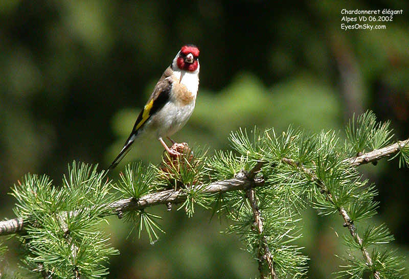 Nature/Birds/Ca/chardonneret_elegant_Dscn4222.jpg