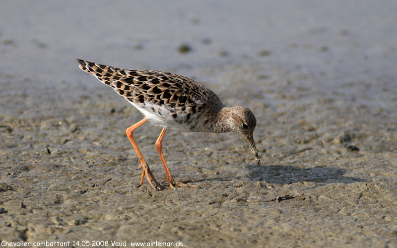 Nature/Birds/Ca/chevalier-combattant-IMG_3385.jpg
