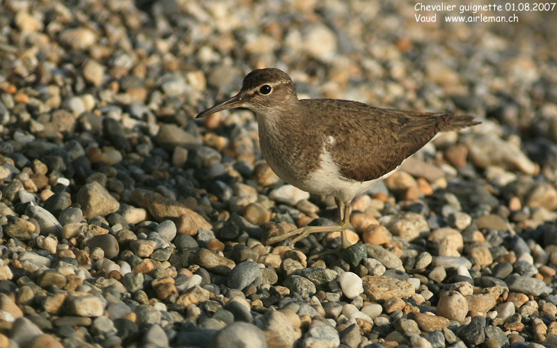 Nature/Birds/Ca/chevalier-guignette-IMG_7291.jpg