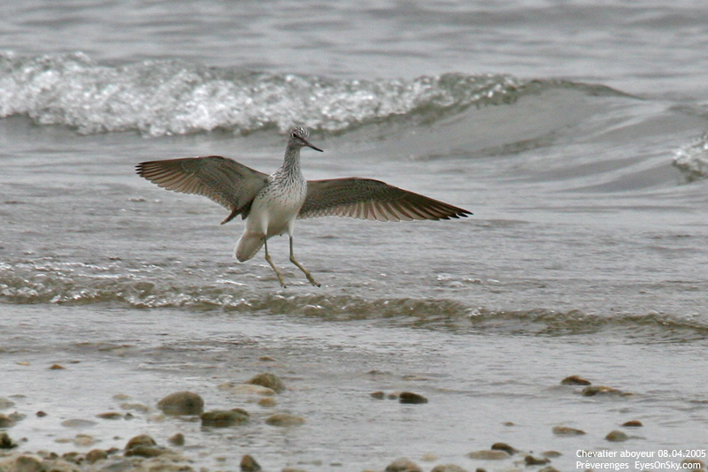 Nature/Birds/Ca/chevalier_aboyeur_IMG_9229.jpg