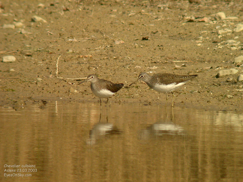 Nature/Birds/Ca/chevalier_culbalnc_DSCN8966.jpg