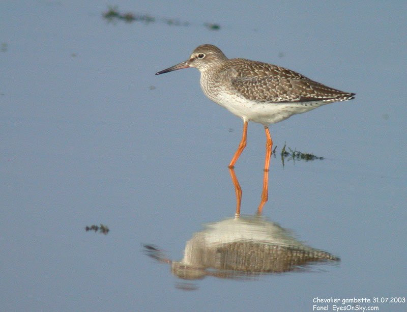 Nature/Birds/Ca/chevalier_gambette_DSCN0178.jpg