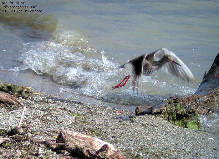 Nature/Birds/Ca/chevalier_gambette_Dscn3852.jpg