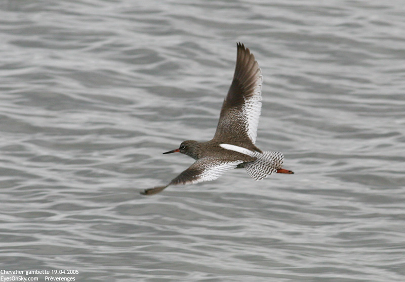 Nature/Birds/Ca/chevalier_gambette_IMG_0913.jpg
