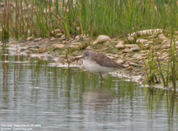 Nature/Birds/Ca/chevalier_stagnatile_DSCN4063.jpg