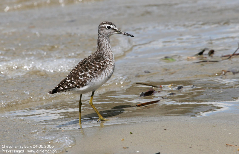 Nature/Birds/Ca/chevalier_sylvain_IMG_3373.jpg