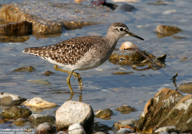 Nature/Birds/Ca/chevalier_sylvain_IMG_8863.jpg