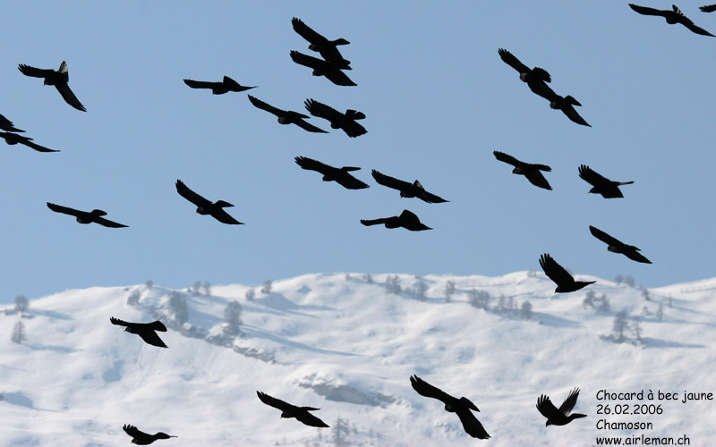 Nature/Birds/Ca/chocard-a-bec-jaune-IMG_4558.jpg