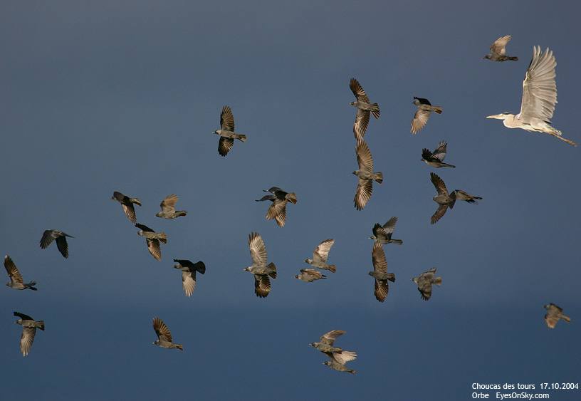 Nature/Birds/Ca/choucas_des_tours_IMG_7547.jpg