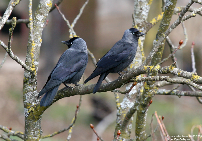Nature/Birds/Ca/choucas_des_tours_IMG_8040.jpg