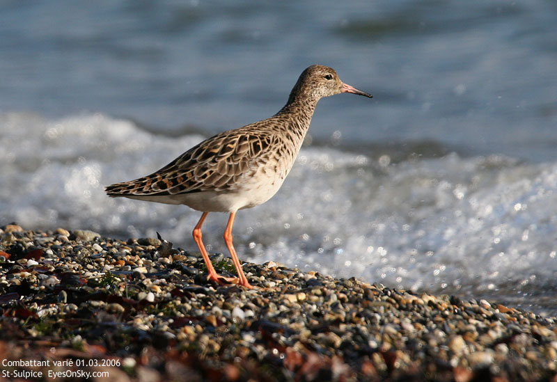 Nature/Birds/Ca/combattant_varie_IMG_3549.jpg
