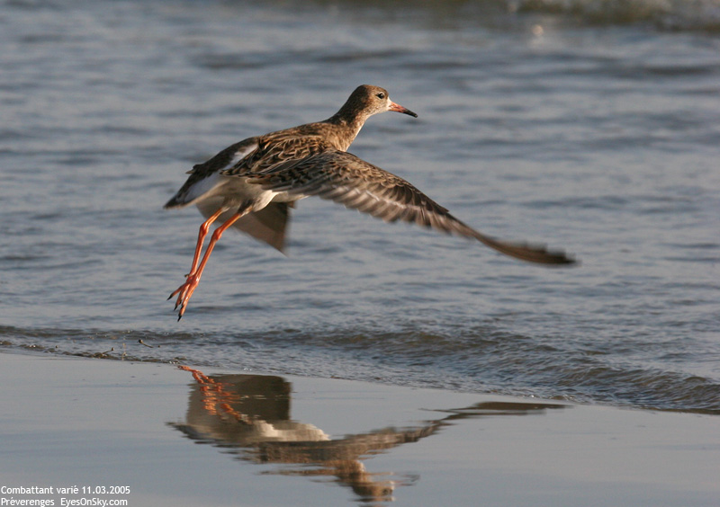 Nature/Birds/Ca/combattant_varie_IMG_5955.jpg