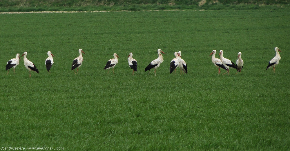 Nature/Birds/Ci/cigogne-blanche-DSC00719.jpg