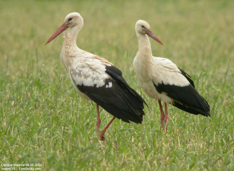 Nature/Birds/Ci/cigogne_blanche_DSCN4548.jpg
