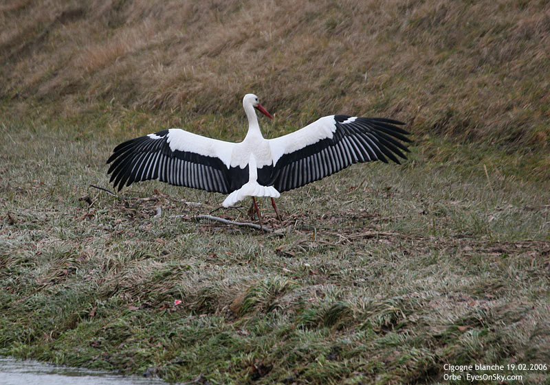 Nature/Birds/Ci/cigogne_blanche_IMG_3233.jpg