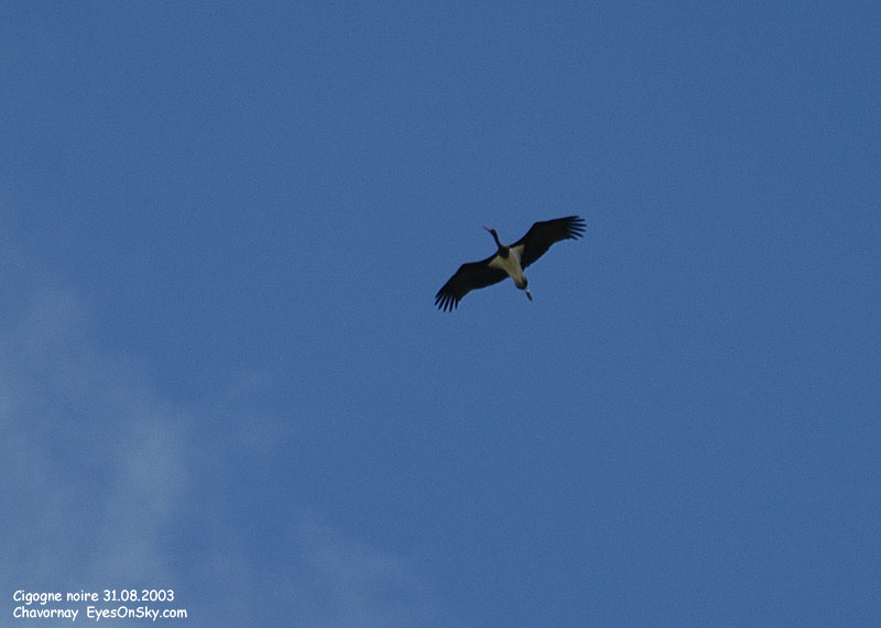 Nature/Birds/Ci/cigogne_noire_DSC_2735.jpg