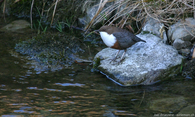 Nature/Birds/Ci/cincle-plongeur-IMG_0824.jpg