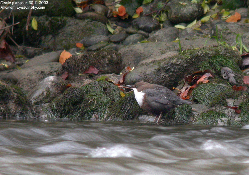 Nature/Birds/Ci/cincle_plongeur_DSCN0122.jpg