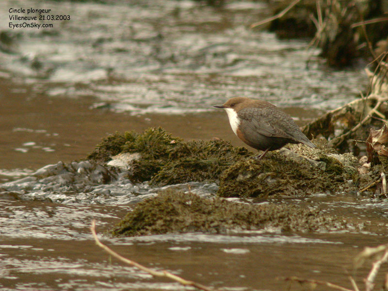 Nature/Birds/Ci/cincle_plongeur_DSCN8852.jpg