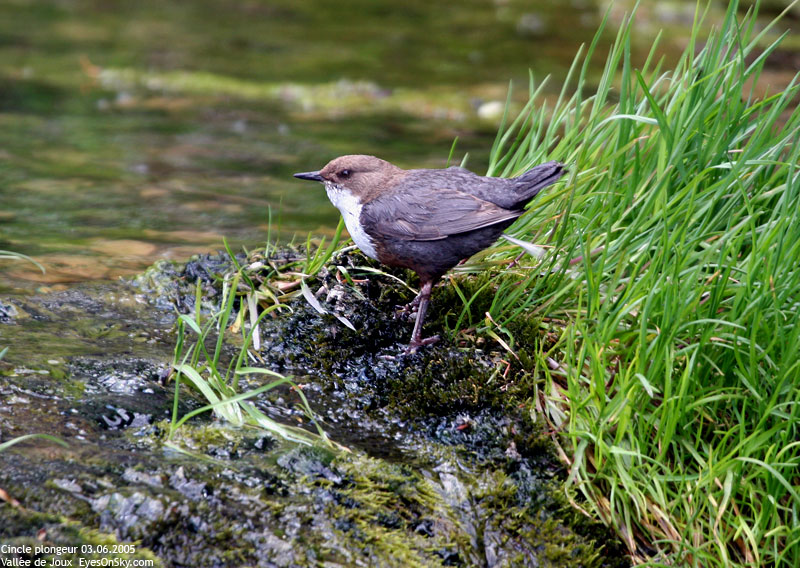 Nature/Birds/Ci/cincle_plongeur_IMG_8636.jpg