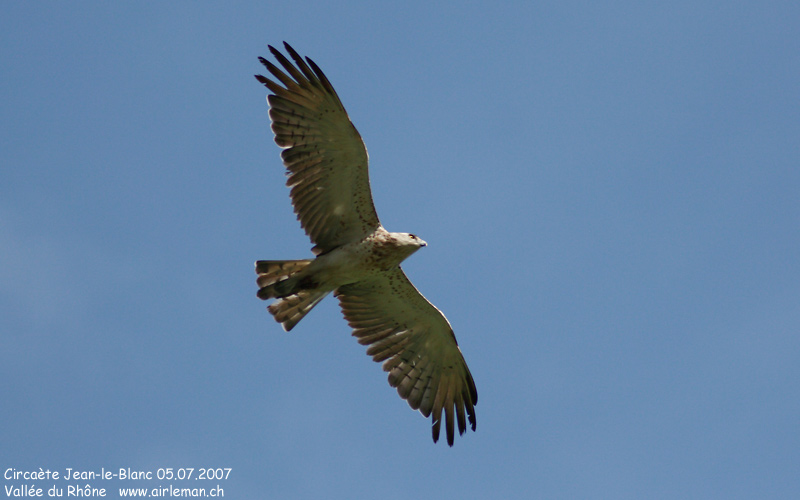 Nature/Birds/Ci/circaete-jean-le-blanc-IMG_3200.jpg