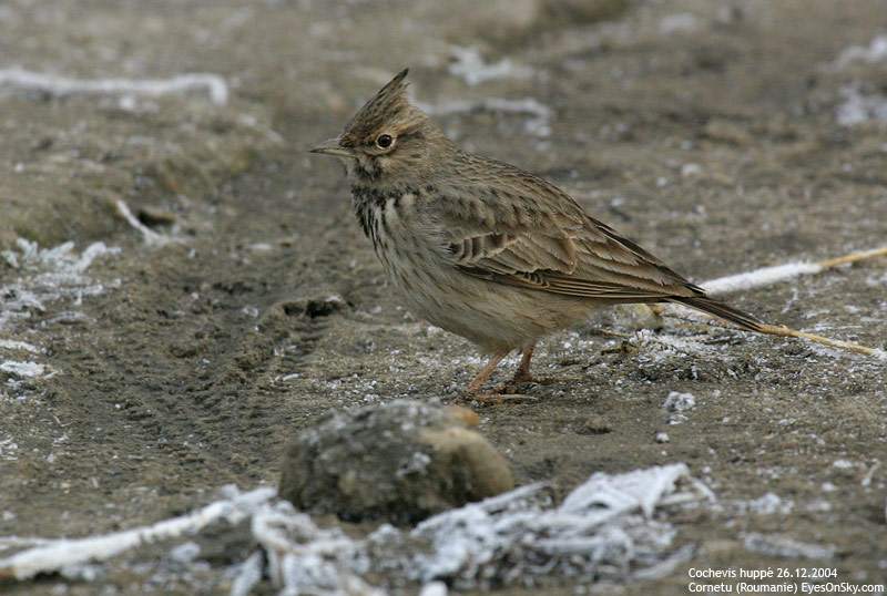 Nature/Birds/Ci/cochevis_huppe_IMG_0148.jpg