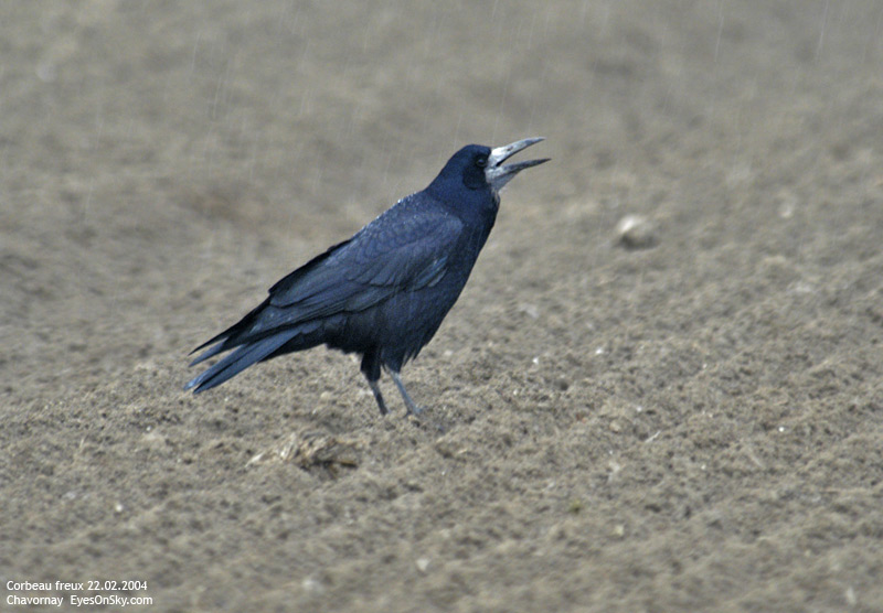 Nature/Birds/Ci/corbeau_freux_DSC_6043.jpg