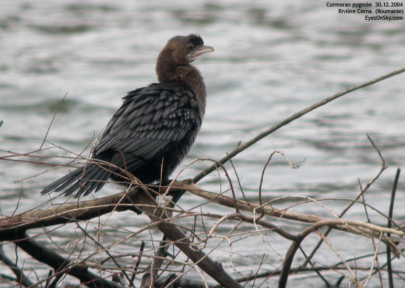 Nature/Birds/Ci/cormoran_pygmee_DSCN1518.jpg