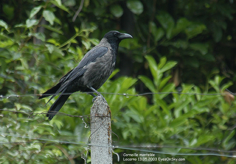 Nature/Birds/Ci/corneille_mantelee_DSC_0743.jpg