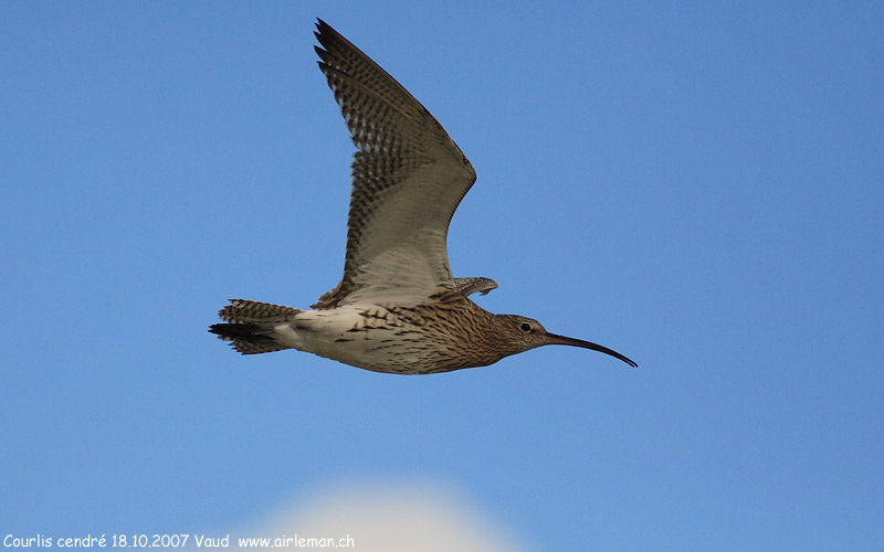 Nature/Birds/Ci/courlis-cendre-IMG_1098.jpg