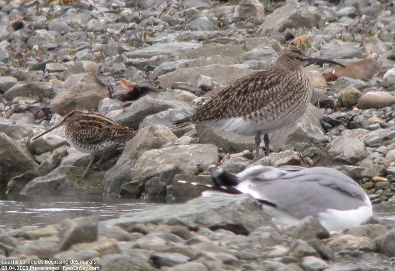 Nature/Birds/Ci/courlis_corlieu_DSCN2350.jpg