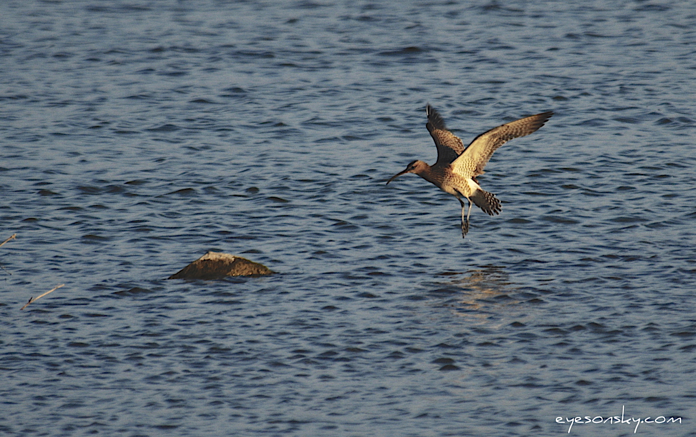 Nature/Birds/Ci/courlis_corlieu_DSC_6956.jpg