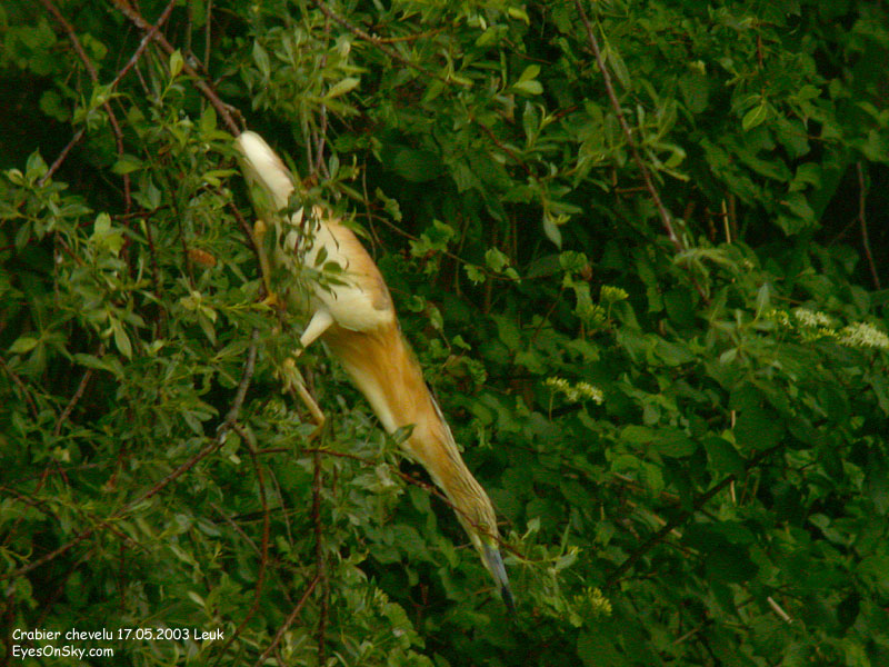 Nature/Birds/Ci/crabier_chevelu_DSCN9021.jpg