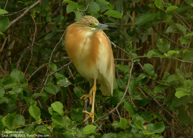 Nature/Birds/Ci/crabier_chevelu_DSCN9029.jpg
