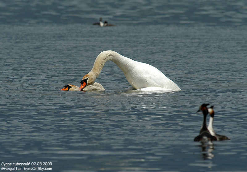 Nature/Birds/Ci/cygne_tubercule_DSC_0453.jpg