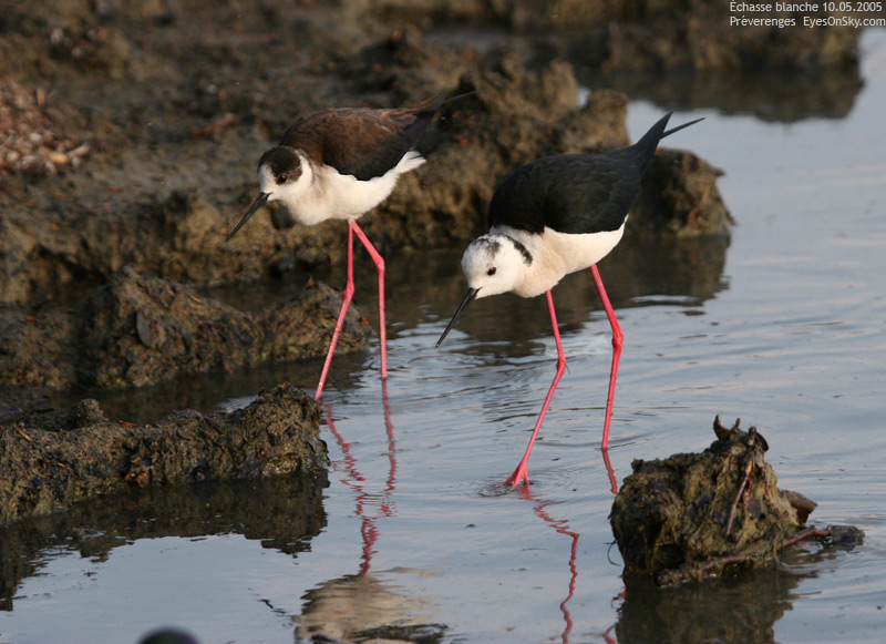 Nature/Birds/E-F/echasse_blanche_IMG_4547.jpg