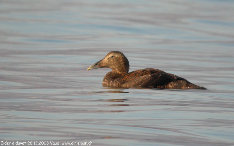 Nature/Birds/E-F/eider_a_duvet_DSCN0638.jpg