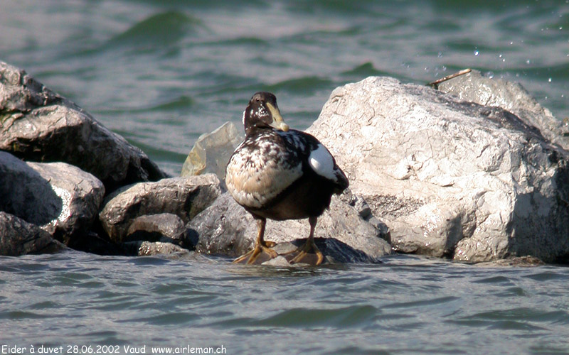 Nature/Birds/E-F/eider_a_duvet_DSCN4530.jpg