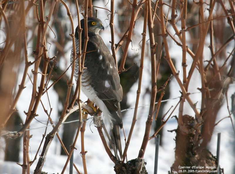 Nature/Birds/E-F/epervier_deurope_IMG_1586.jpg