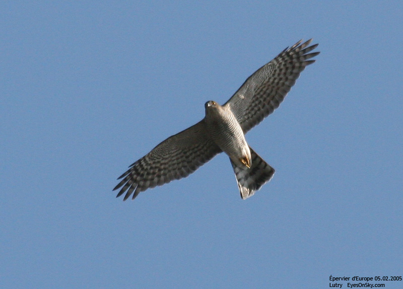 Nature/Birds/E-F/epervier_deurope_IMG_2473.jpg