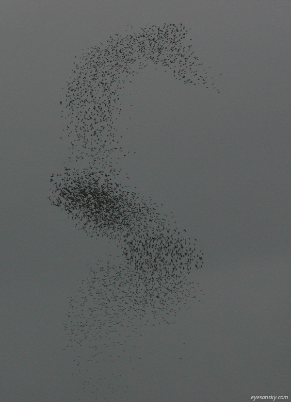 Nature/Birds/E-F/etourneau-sansonnet-IMG_7629.jpg