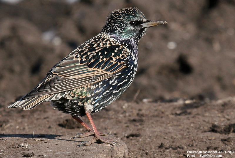 Nature/Birds/E-F/etourneau_sansonnet_IMG_1963.jpg