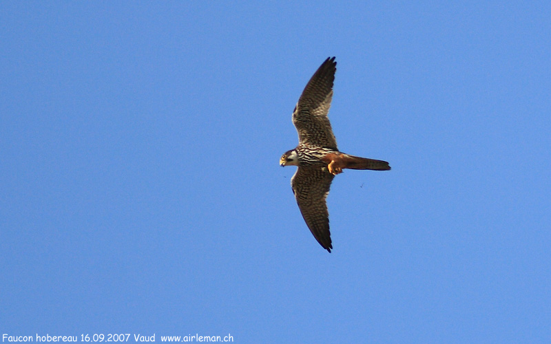 Nature/Birds/E-F/faucon-hobereau-IMG_9879.jpg