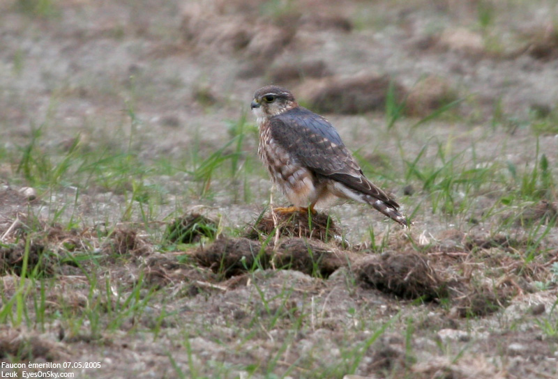 Nature/Birds/E-F/faucon_emerillon_IMG_3796.jpg
