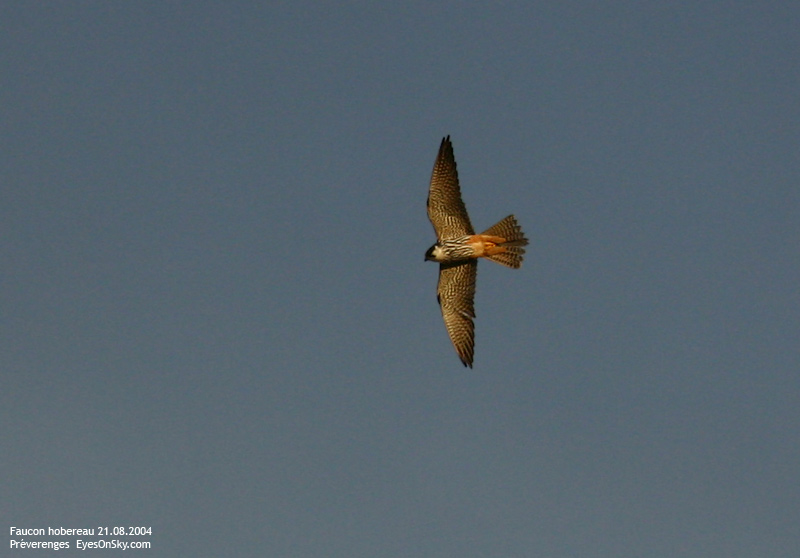 Nature/Birds/E-F/faucon_hobereau_IMG_5861.jpg