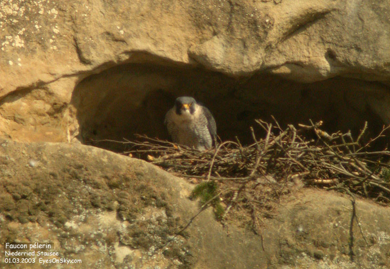 Nature/Birds/E-F/faucon_pelerin_DSCN8390g.jpg
