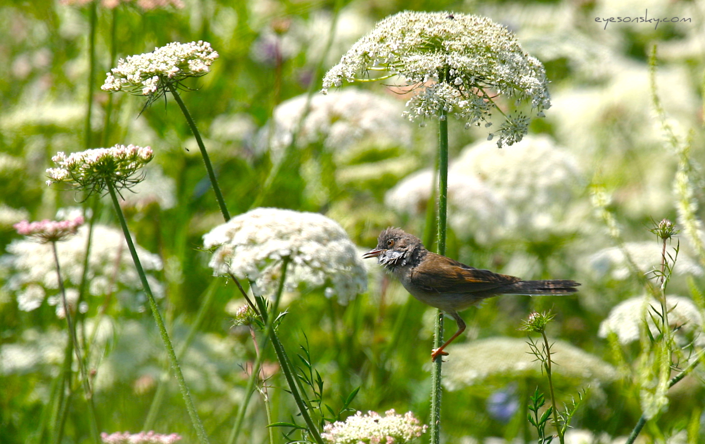 Nature/Birds/E-F/fauvette-grisette-IMG_4353.jpg