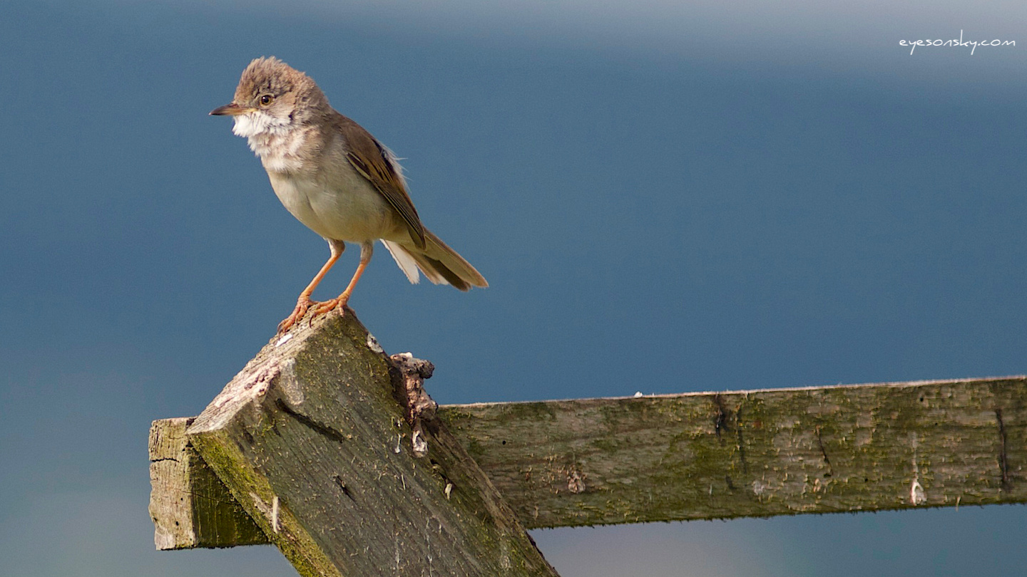 Nature/Birds/E-F/fauvette-grisette-IMG_9224.jpg